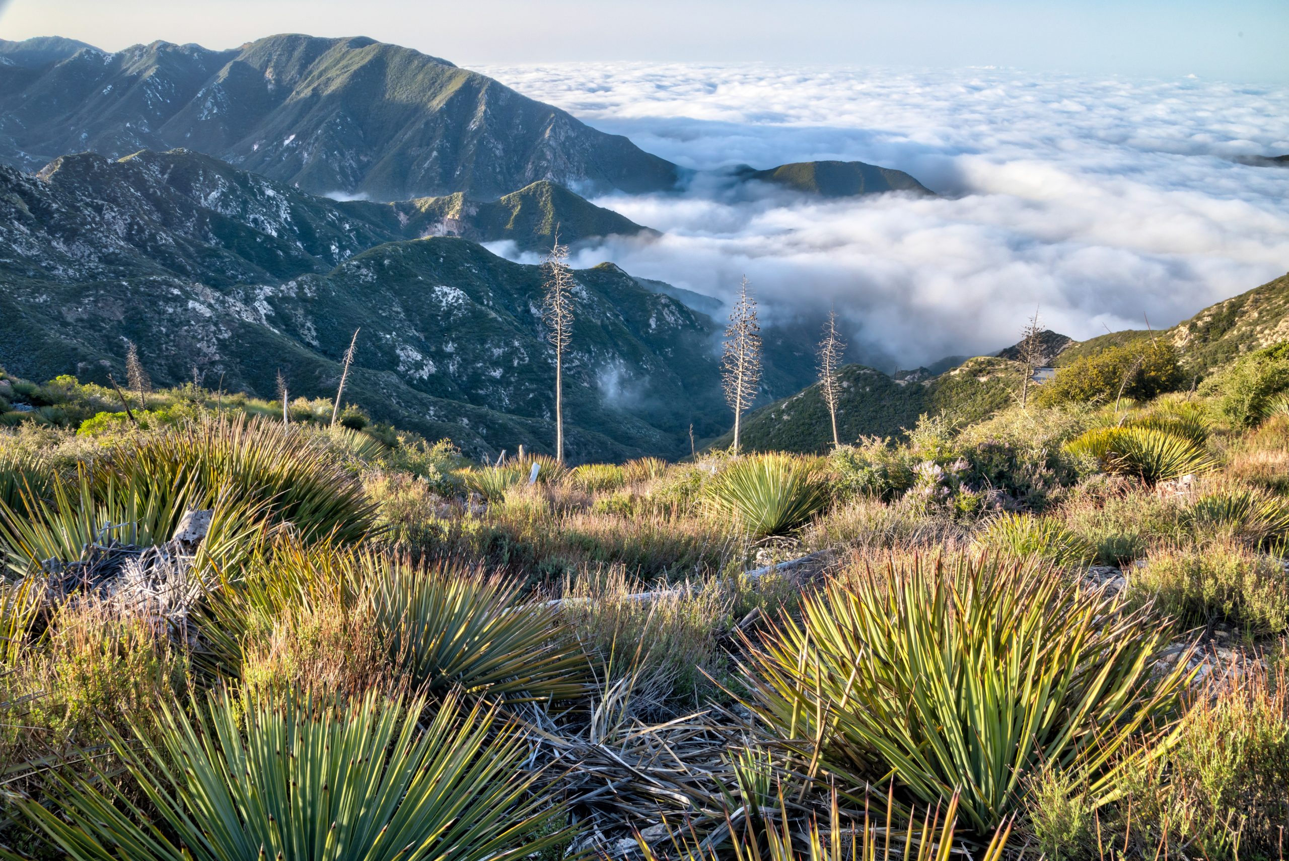 Photo credit: Bob Wick, Hoyt Mountain