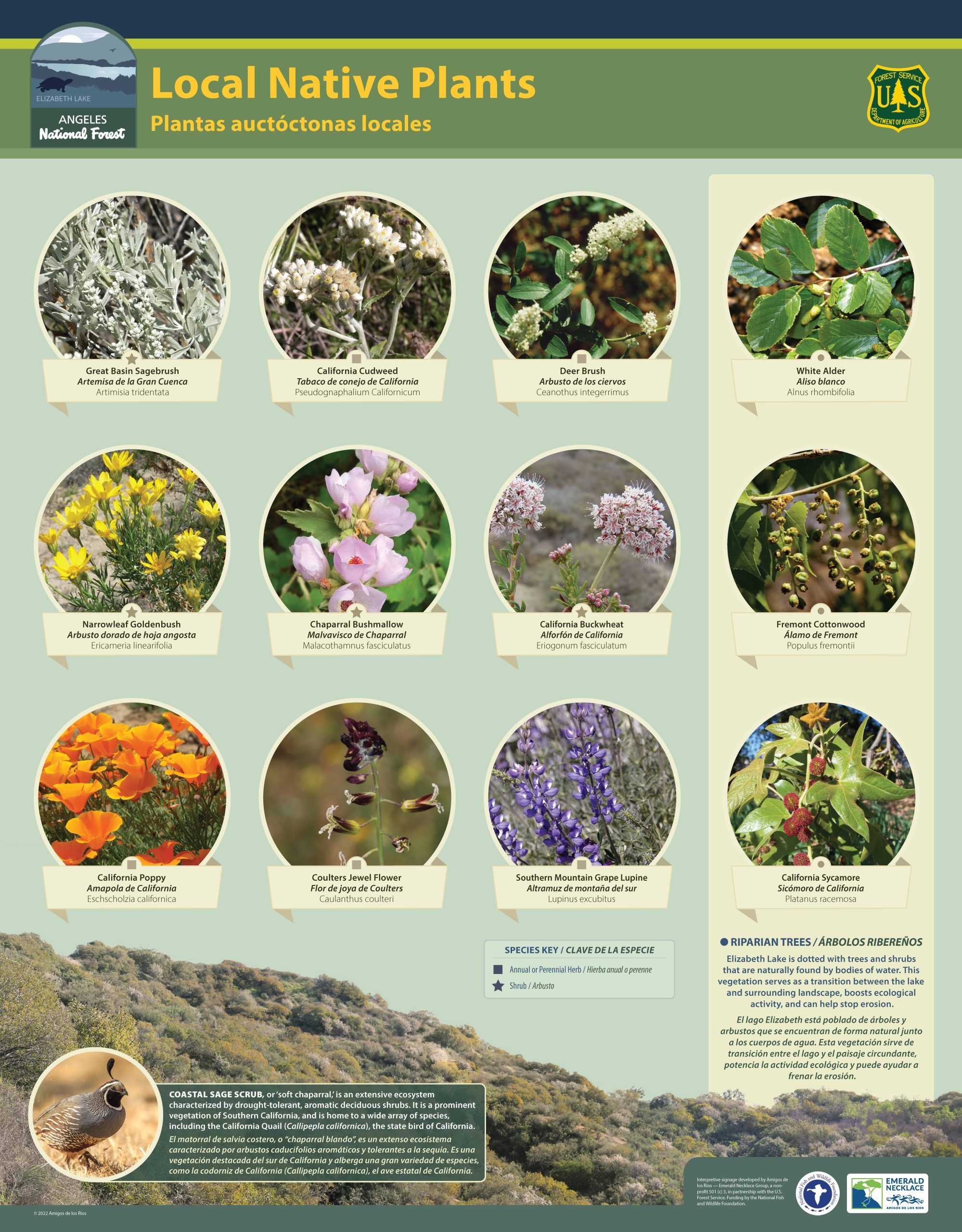 Elizabeth Lakes Native Plants